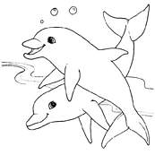 coloriage couple de dauphins